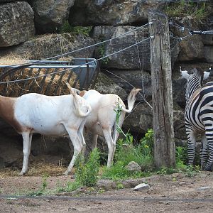 Scimitar-horned oryxes (Oryx dammah) and Grant's zebra (Equus quagga boehmi), 2022-06-28