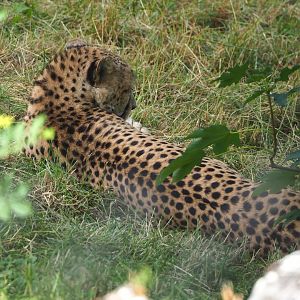 South African cheetah (Acinonyx jubatus jubatus), 2022-06-28