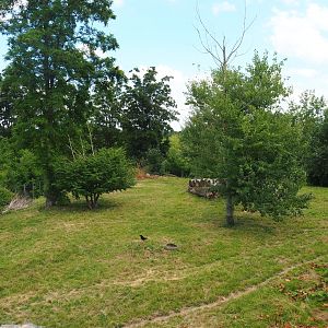 South African cheetah exhibit, 2022-06-28