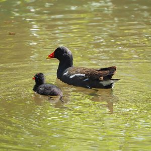 Wild Eurasian common moorhen (Gallinula chloropus chloropus) with chick, 2022-06-28