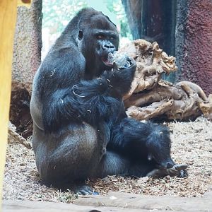 Western lowland gorilla (Gorilla gorilla gorilla), 2022-06-28