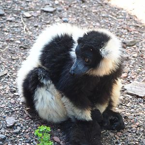 Black and white ruffed lemur (Varecia variegata variegata), 2022-06-28