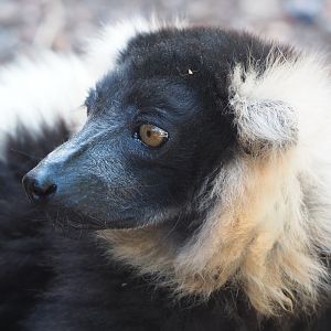 Black and white ruffed lemur (Varecia variegata variegata), 2022-06-28