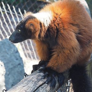 Red ruffed lemur (Varecia rubra), 2022-06-28
