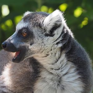 Ring-tailed lemur (Lemur catta), 2022-06-28