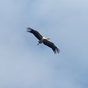 European white stork (Ciconia ciconia) in flight, 2022-06-28