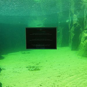 Underwater view into the pool of the exhibit under renovation next to the Cape fur seal exhibit, 2022-06-28