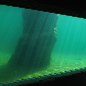 Underwater view of the Cape fur seal exhibit, 2022-06-28