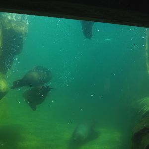 Underwater view of the Cape fur seal exhibit, 2022-06-28