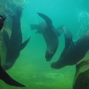 Cape fur seals (Arctocephalus pusillus pusillus) swimming underwater, 2022-06-28
