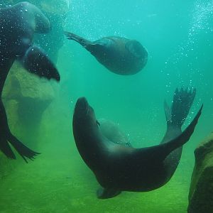 Cape fur seals (Arctocephalus pusillus pusillus) swimming underwater, 2022-06-28