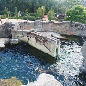 Cape fur seal exhibit, 2022-06-28