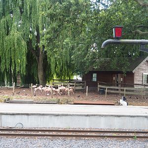 Chilean flamingo exhibit (behind tracks and station of park train), 2022-06-28
