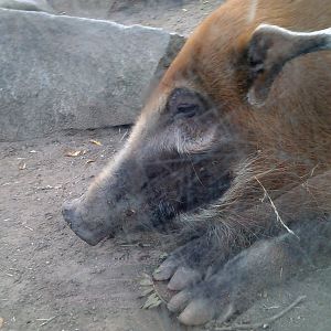 red river hog