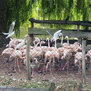 Chilean flamingos (Phoenicopterus chilensis), European white stork (Ciconia ciconia) and feral/wild birds, 2022-06-28