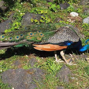 Free-ranging Blue peafowl (Pavo cristatus), 2022-06-28
