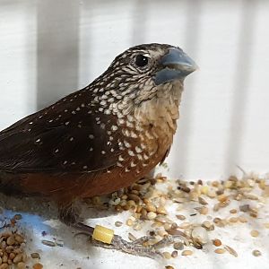 White-spotted mannikin - Lonchura leucosticta