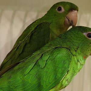 Red-throated parakeets - Aratinga rubritorquis