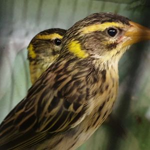 Manyar weavers - Ploceus manyar