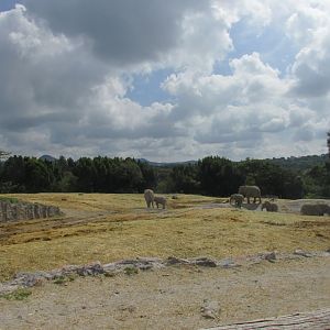 african elephant enclousure