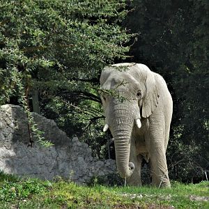 african elephant male