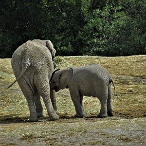 african elephants