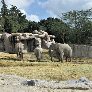 african elephants