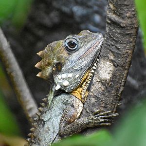 New Species at Australia Zoo: Boyd's Forest Dragon
