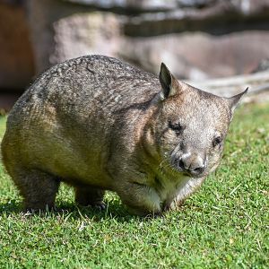 Southern Hairy-nosed Wombat