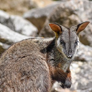 New Species at Australia Zoo: Brush-tailed Rock-Wallaby