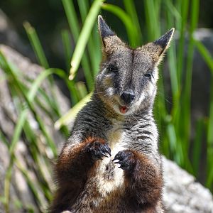New Species at Australia Zoo: Brush-tailed Rock-Wallaby