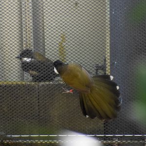 Wild and Captive Eastern Whipbirds