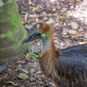 Southern Cassowary Juvenile
