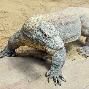Komodo Dragon