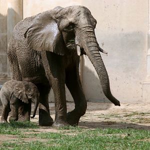 African elephant mother and her 82 day old calf