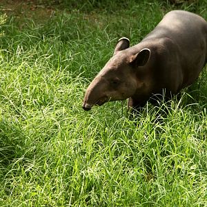 Baird's tapir