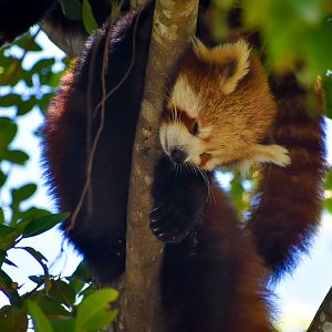 Red Panda Cub
