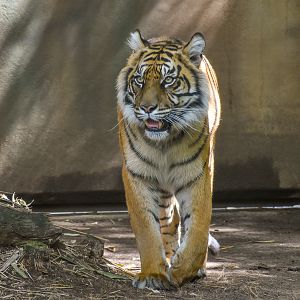 Sumatran Tiger