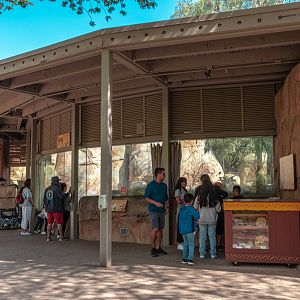 Lion Camp viewing window