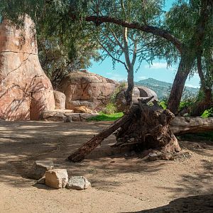 Lion Camp viewing window view