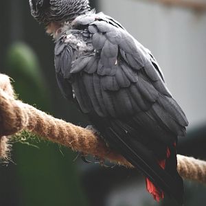African grey parrot