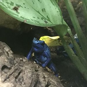 Blue poison dart frog
