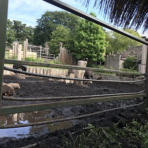 Indian rhino enclosure (2)