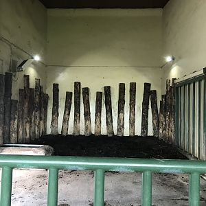 Indian rhino lower indoors