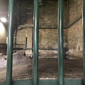 Indian rhino indoor pool