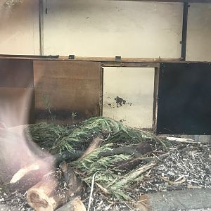 Cape porcupine indoors