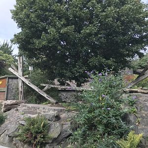 Sun bear enclosure (2)