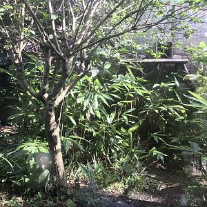 Smaller Scottish wildcat  enclosure