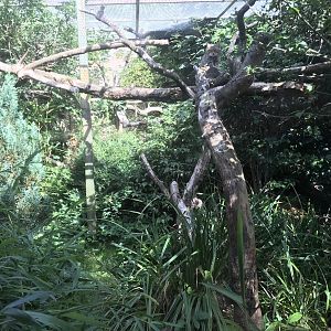 Smaller Scottish wildcat  enclosure (2)