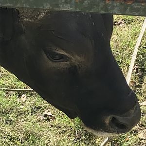 Male banteng closeup